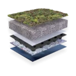 sedum