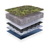 sedum
